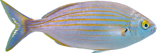 Salema porgy (Sarpa salpa)