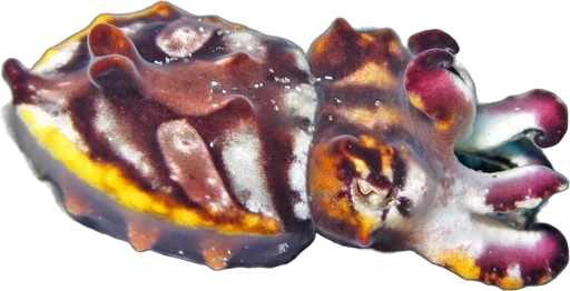 Seiche flamboyante (Metasepia pfefferi)