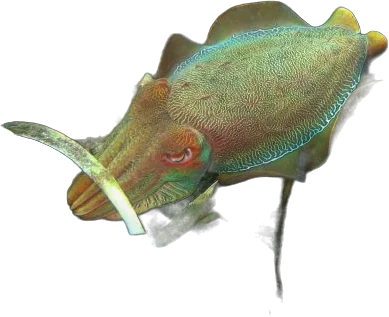 Australian giant cuttlefish (Sepia apama)