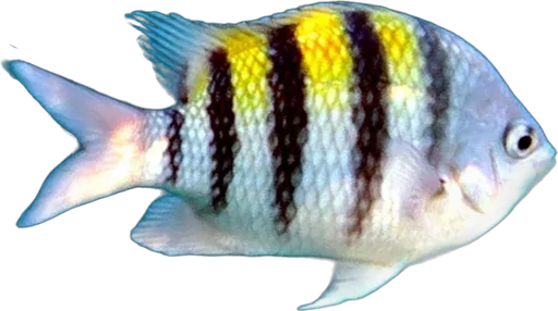 Sergent-major (Abudefduf saxatilis)
