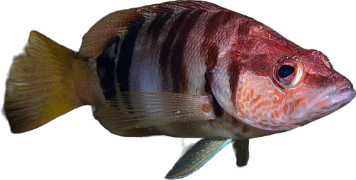 Serran écriture (Serranus scriba)
