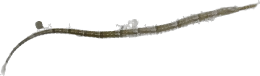 Syngnathe (poisson-pipe) (Syngnathus acus)
