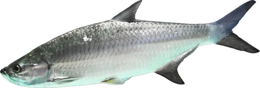 Tarpon (Megalops atlanticus)