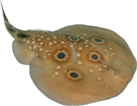 Torpille commune (Torpedo torpedo)
