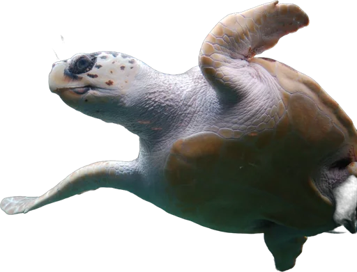 Tortue caouanne (Caretta caretta)