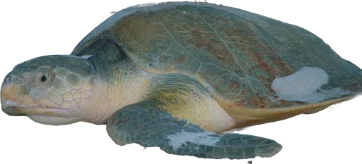 Tortue de Kemp (Lepidochelys kempii)