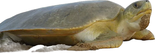 Tortue à dos plat (Natator depressus)