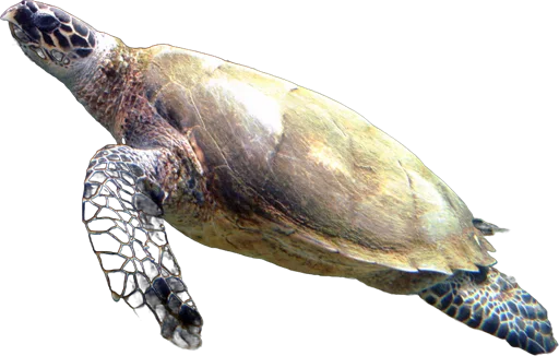 Tortue imbriquée (Eretmochelys imbricata)