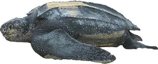 Tortue luth (Dermochelys coriacea)