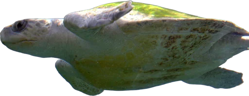 Tortue olivâtre (Lepidochelys olivacea)
