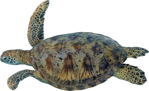 Tortue verte (Chelonia mydas)