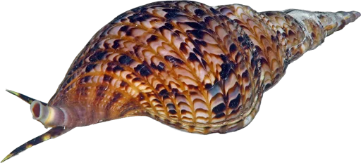 Giant triton (Charonia tritonis)