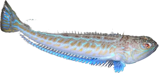 Vive (Trachinus draco)
